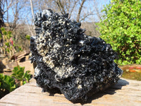 Natural Extra Large Splayed Schorl Black Tourmaline & Vermiculite Specimen x 1 From Erongo, Namibia