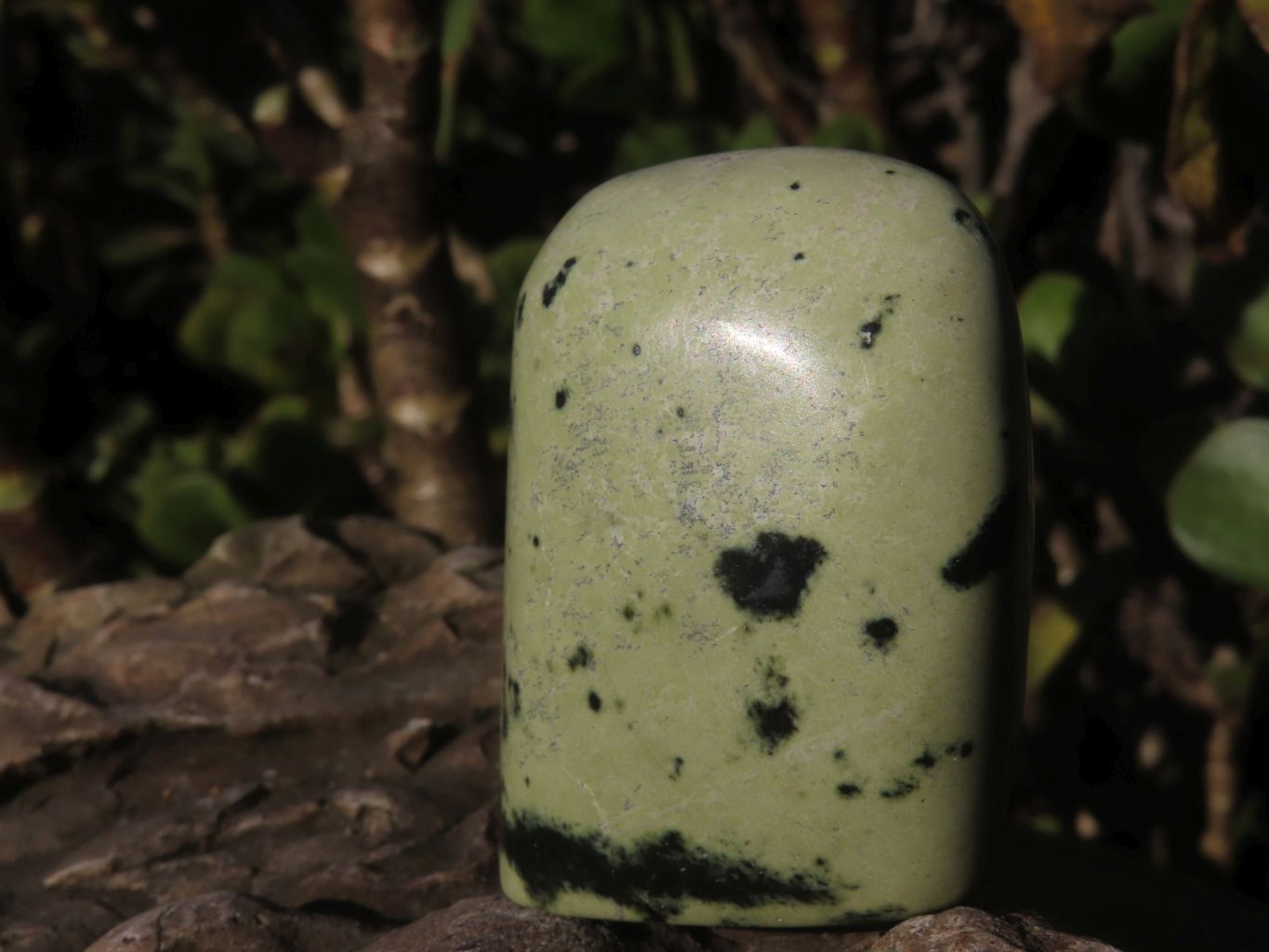 Polished Spotted Leopard Stone Standing Free Forms  x 12 From Nyanga & Shamva, Zimbabwe - Toprock Gemstones and Minerals 