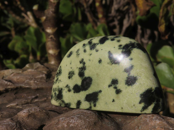 Polished Spotted Leopard Stone Standing Free Forms  x 12 From Nyanga & Shamva, Zimbabwe