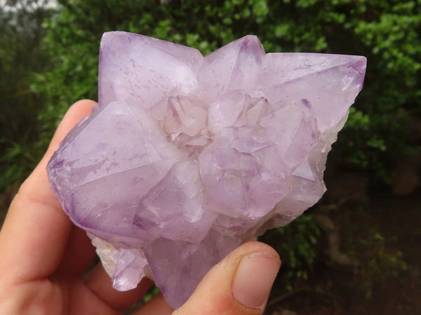 Natural Lovely Spirit Amethyst Quartz Clusters  x 6 From Boekenhouthoek, South Africa - Toprock Gemstones and Minerals 