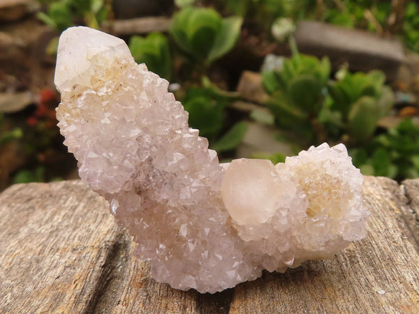 Natural Small White Spirit Quartz Specimens  x 35 From Boekenhouthoek, South Africa - Toprock Gemstones and Minerals 