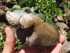 Polished Green Verdite Twin Hippo Carvings  x 2 From Zimbabwe - TopRock