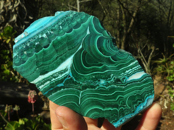 Polished Stunning Malacholla (Malachite & Chrysocolla) Slices  x 6 From Congo - Toprock Gemstones and Minerals 