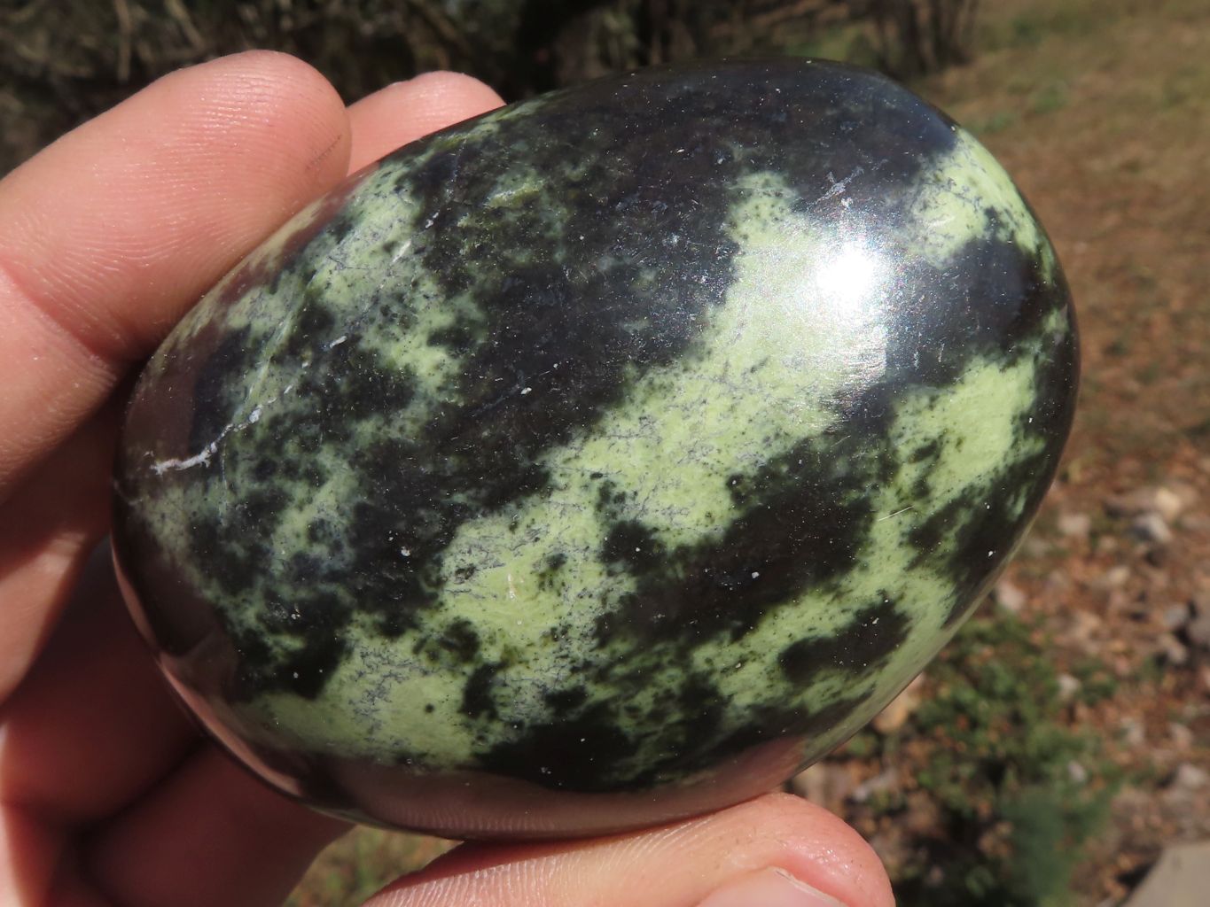 Polished Highly Selected Leopard Stone Gallets x 6 From Zimbabwe ...