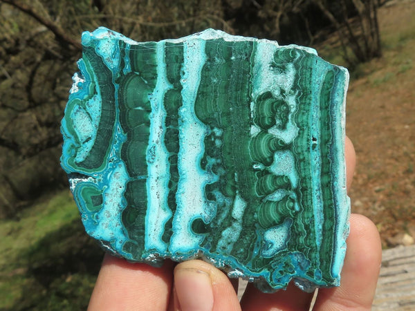 Polished Gorgeous Banded Malachite Slices With Chrysocolla Edging x 6 From Congo - TopRock