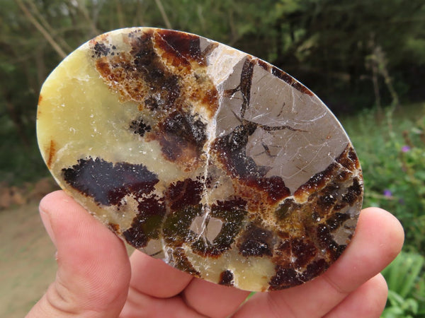 Polished Septerye (Aragonite & Calcite) Slices x 12 From Mahajanga, Madagascar - TopRock