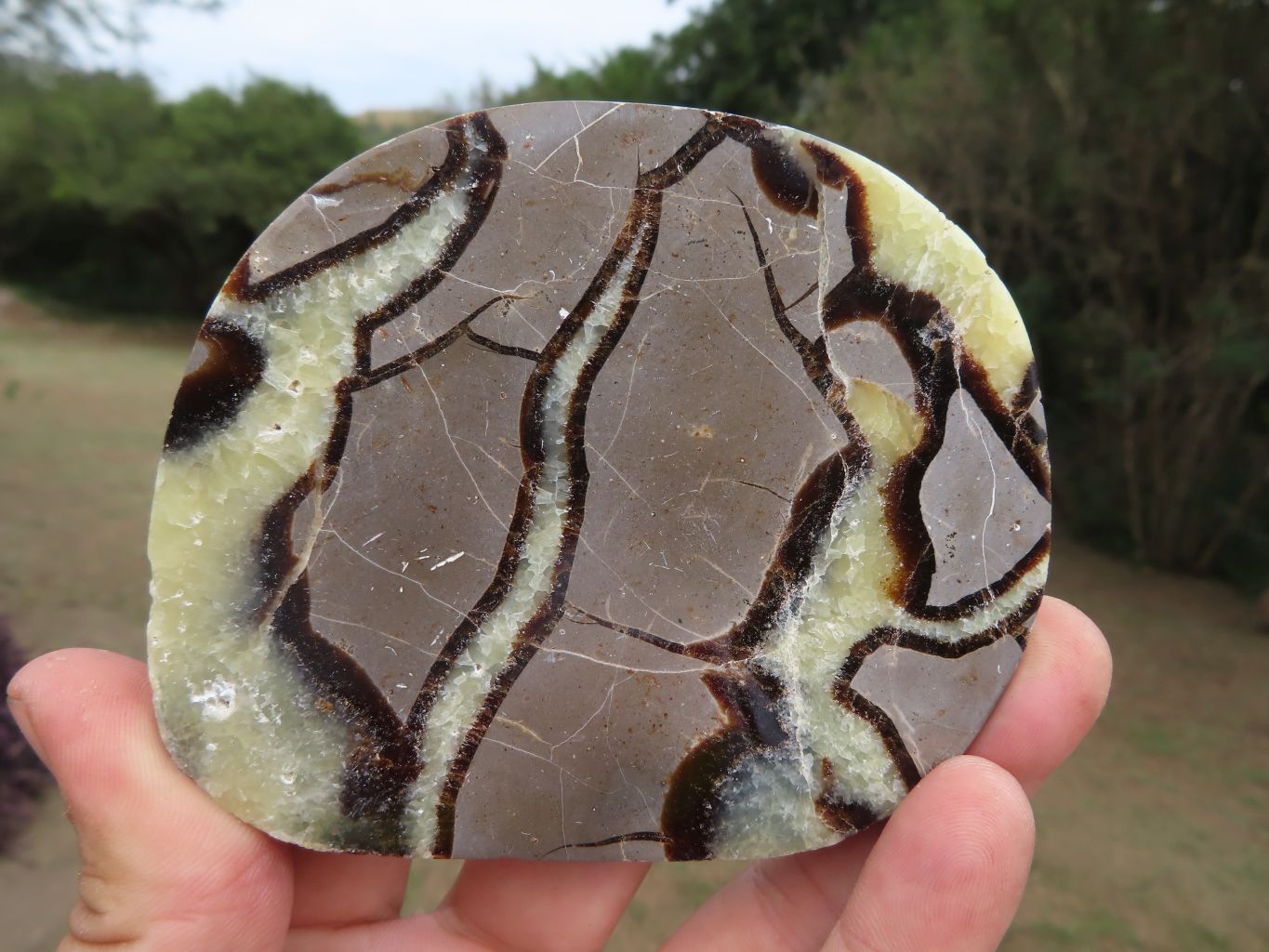 Polished Septerye (Aragonite & Calcite) Slices x 12 From Mahajanga, Madagascar - TopRock