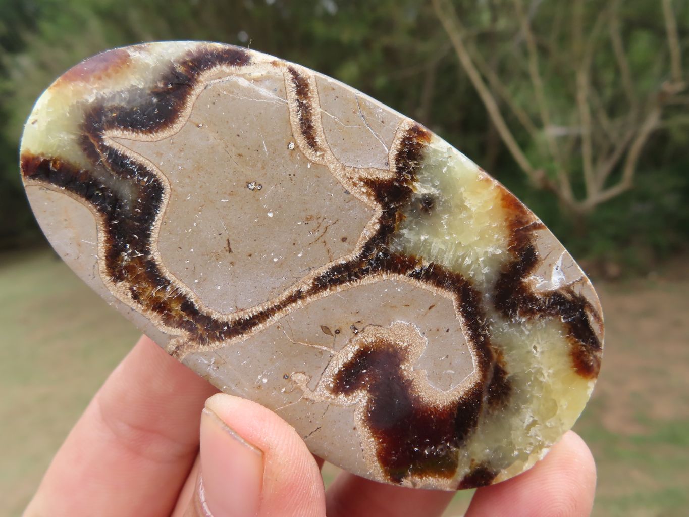 Polished Septerye (Aragonite & Calcite) Slices x 12 From Mahajanga, Madagascar - TopRock