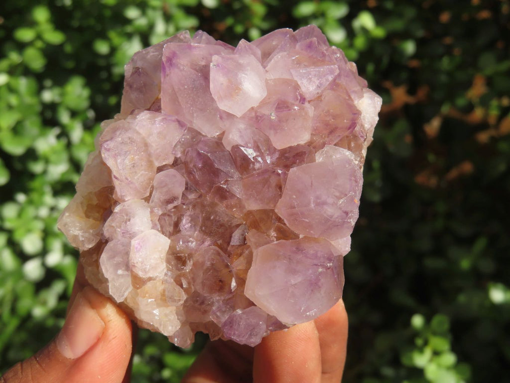 Natural Mixed Spirit Amethyst Quartz Clusters  x 6 From Boekenhouthoek, South Africa - Toprock Gemstones and Minerals 