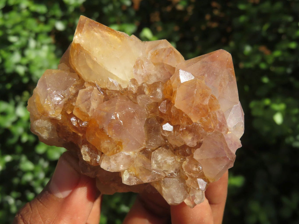Natural Mixed Spirit Amethyst Quartz Clusters  x 6 From Boekenhouthoek, South Africa - Toprock Gemstones and Minerals 