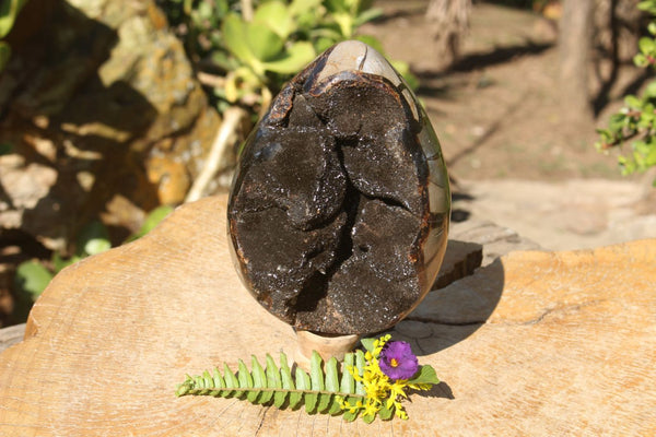 Polished Septerye Sauvage Dragons Egg Geode  x 1 From Mahajanga, Madagascar - TopRock
