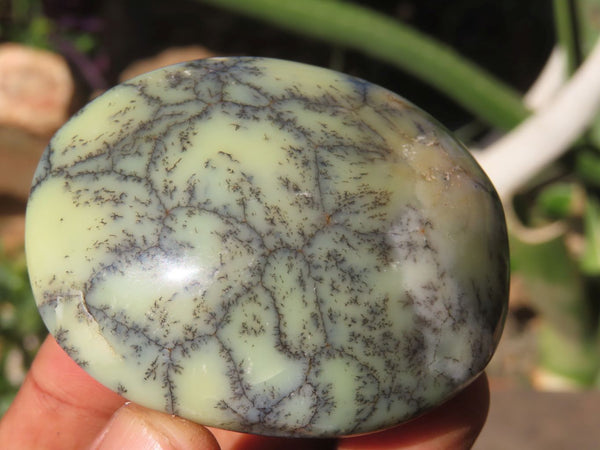 Polished Dendritic Opal Palm Stones  x 35 From Madagascar