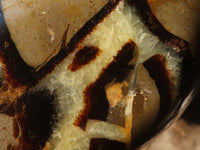 Polished Large Septerye Standing Free Form x 1 From Mahajanga, Madagascar - Toprock Gemstones and Minerals 