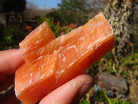 Natural New Sunset Orange Calcite Specimens  x 24 From Spitzkop, Namibia - Toprock Gemstones and Minerals 