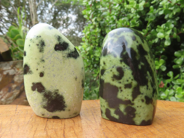Polished Leopard Stone Standing Free Forms x 12 From Zimbabwe - TopRock