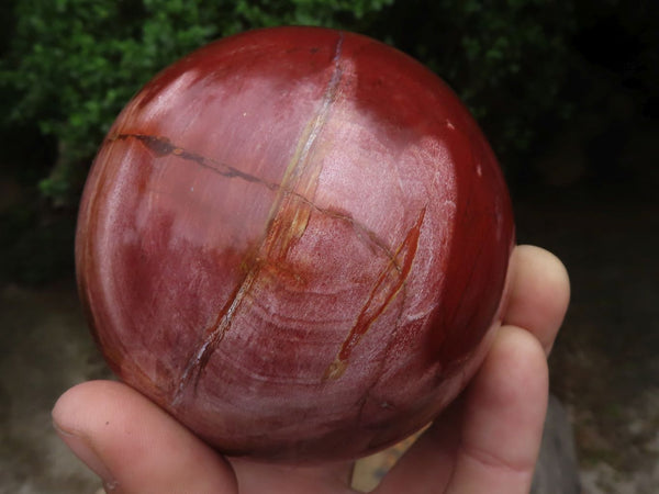 Polished Petrified Red Podocarpus Wood Spheres  x 2 From Madagascar - TopRock