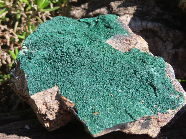 Natural Micro Botryoidal Malachite on Matrix Specimens x 3 From Congo - TopRock