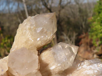 Natural Cascading Smokey Quartz Clusters x 2 From Luena, Congo - Toprock Gemstones and Minerals 