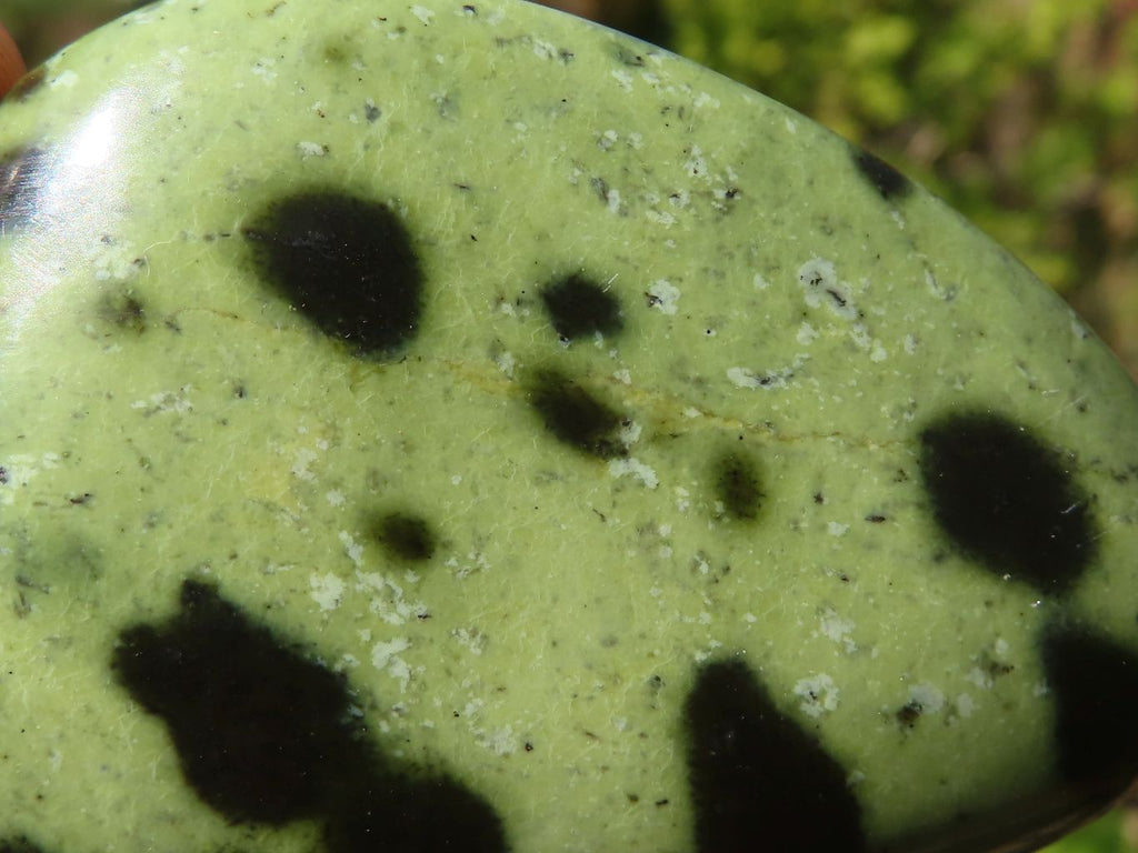 Leopard Spot Rocks Polished Spotted Leopard Stone Standing Free Forms x 6 From Zimbabwe ...