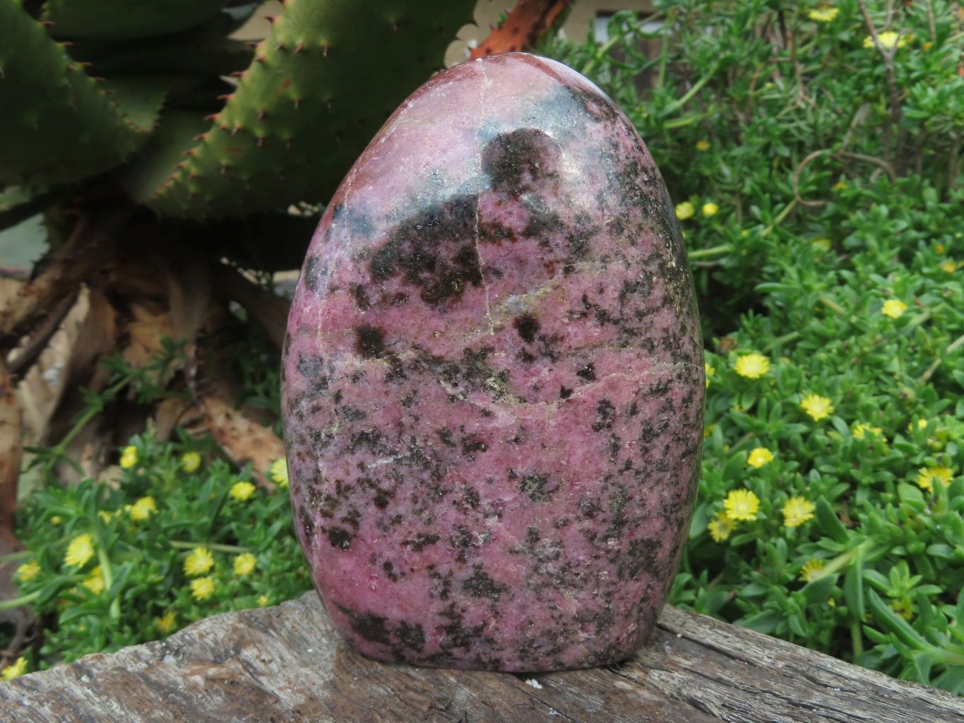 Polished Rhodonite Standing Free Forms x 2 From Madagascar - TopRock