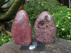 Polished Rhodonite Standing Free Forms x 2 From Madagascar - TopRock