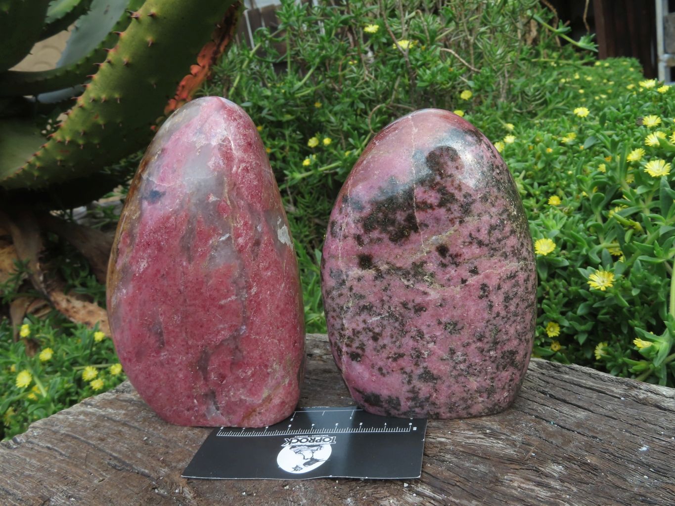 Polished Rhodonite Standing Free Forms x 2 From Madagascar - TopRock