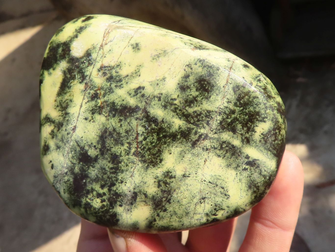 Polished  Leopard Stone Free Forms  x 5 From Zimbabwe - Toprock Gemstones and Minerals 
