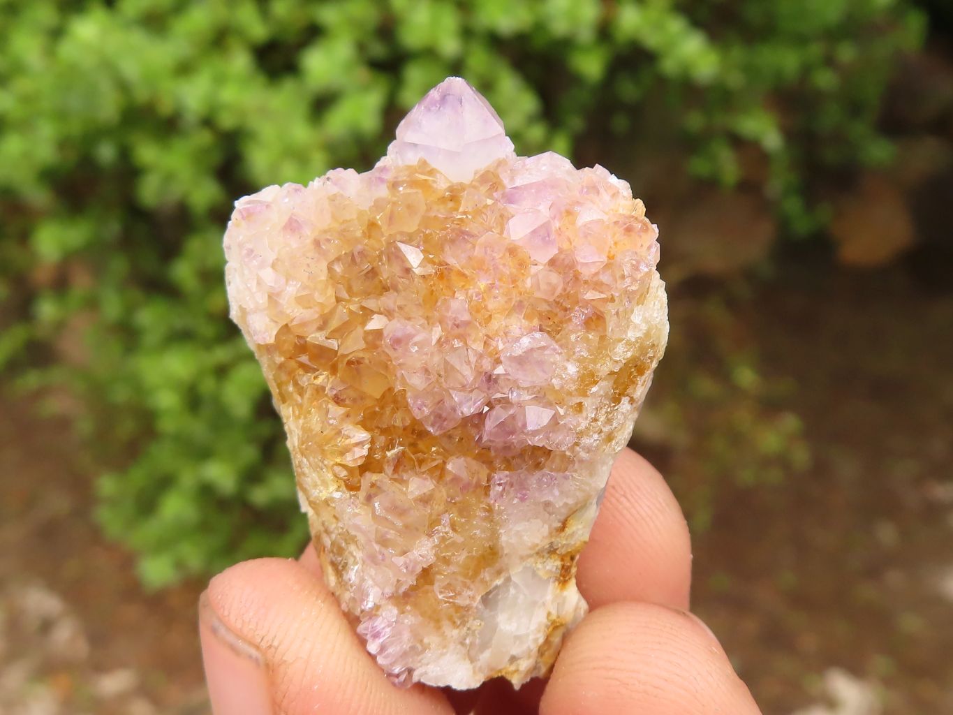 Natural Spirit Amethyst / Ametrine Quartz Clusters  x 19 From Boekenhouthoek, South Africa - Toprock Gemstones and Minerals 