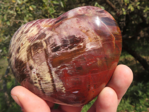 Polished Petrified Red Podocarpus Wood Hearts  x 6 From Madagascar - TopRock