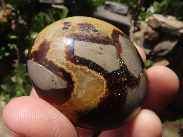 Polished Septerye Palm Stones  x 12 From Madagascar - TopRock