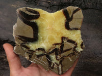 Polished Septaria (Calcite & Aragonite) Slices  x 4 From Mahajanga, Madagascar - TopRock