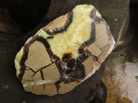 Polished Septaria (Calcite & Aragonite) Slices  x 4 From Mahajanga, Madagascar - TopRock