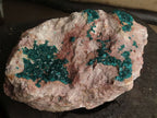 Natural Extra Large Classic Dioptase Specimen With Deep Emerald Crystals x 1 From Congo - TopRock