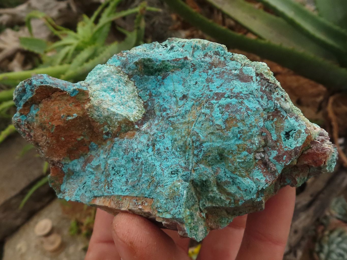 Natural Rough Blue Shattuckite Specimens  x 12 From Kaokoveld, Namibia - TopRock