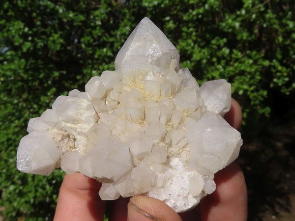 Natural White 