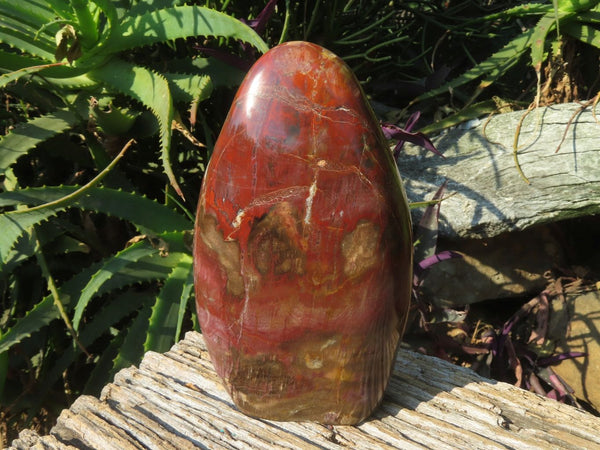 Polished Petrified Wood Standing Free Form x 1 From Madagascar - TopRock