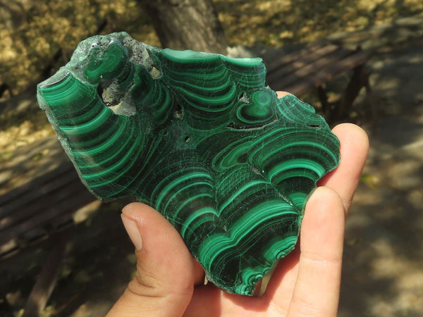 Polished Malachite Slices With Gorgeous Flower / Banding Patterns  x 12 From Congo