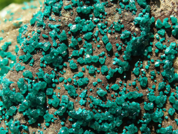 Natural Giant Museum Dioptase Emerald Green Crystals On All 5 Sides, 1 Side Covered In Green Crystals On Dolomite Matrix x 1 From Tantara, Congo - Toprock Gemstones and Minerals 