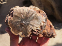 Polished Petrified Wood Branch Pieces x 2 From Gokwe, Zimbabwe - Toprock Gemstones and Minerals 