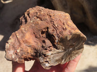 Polished Petrified Wood Branch Pieces x 2 From Gokwe, Zimbabwe - Toprock Gemstones and Minerals 