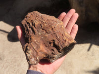 Polished Petrified Wood Branch Pieces x 2 From Gokwe, Zimbabwe - Toprock Gemstones and Minerals 
