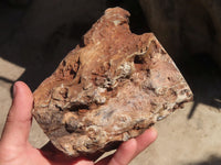 Polished Petrified Wood Branch Pieces x 2 From Gokwe, Zimbabwe - Toprock Gemstones and Minerals 