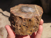 Polished Petrified Wood Branch Pieces x 2 From Gokwe, Zimbabwe - Toprock Gemstones and Minerals 