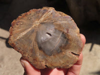 Polished Petrified Wood Branch Pieces x 2 From Gokwe, Zimbabwe - Toprock Gemstones and Minerals 