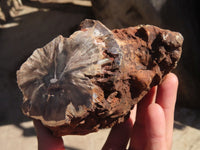Polished Petrified Wood Branch Pieces x 2 From Gokwe, Zimbabwe - Toprock Gemstones and Minerals 