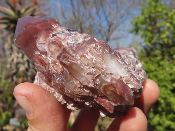 Natural Red Hematoid Quartz Specimens x 12 From Karoi, Zimbabwe - Toprock Gemstones and Minerals 