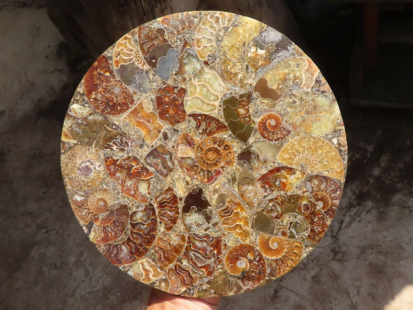 Polished Large Conglomerate Ammonite Fossil Plaque  x 1 From Madagascar - Toprock Gemstones and Minerals 