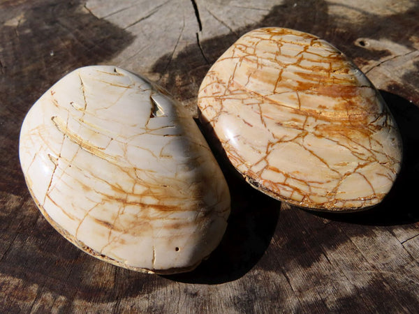 Polished Bivalve Fossil Clam Pairs x 6 From Madagascar - TopRock