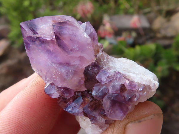 Natural Spirit Amethyst Quartz Crystals  x 35 From Boekenhouthoek, South Africa - Toprock Gemstones and Minerals 