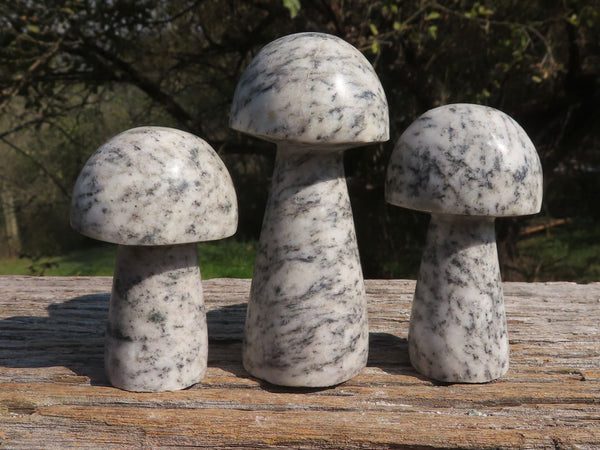 Polished Black & White Toadstool Granite Mushroom Carvings  x 6 From Zimbabwe - TopRock